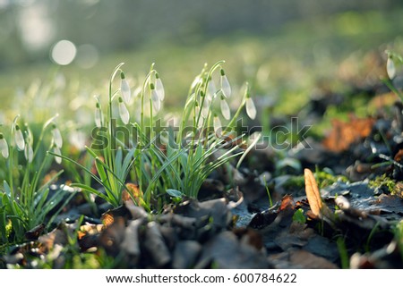Snowdrops in a forest in spring on a sunny day in march. Soft focus.