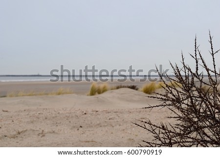 Picture of the beach focused on the bush