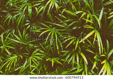 tropical leaf texture background, dark green leaves are shaped like tiny spikes, vintage tone