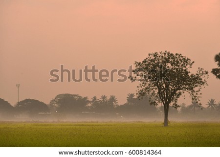 A tree has growth in rice field