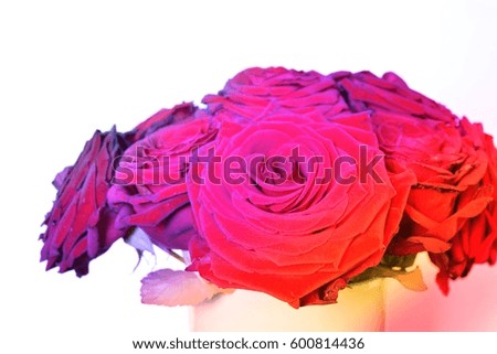 Arrangement of red blooming roses. Romantic bouquet with withering flowers for birthday gift, mothers day, valentines love present, wedding bridal decoration. Image with rainbow color filter effect