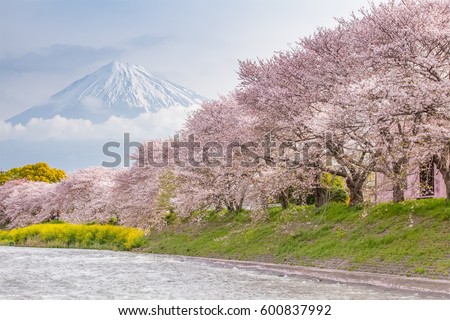 Beautiful Mountain Fuji and sakura cherry blossom in Japan spring season

