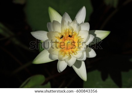 top view of Water Lily blooming show white and green petal blurry dark background in a pond in a tropical botany park , Thailand