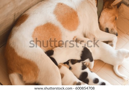 Puppies sucking milk from dog mother photo