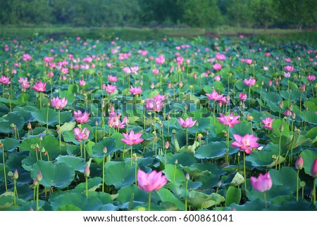 Pink Lotus (Nelumbo nucifera) flowers and leaves in lake Royalty-Free Stock Photo #600861041