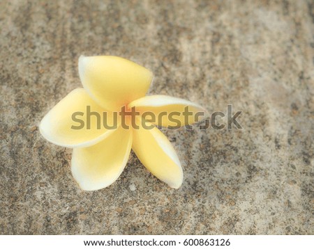 Soft focus of yellow Frangipani have cement background.