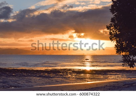 Leafy tree on the beach with a clear sunset in the background, Gisborne New Zealand.