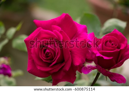 A romantic red roses