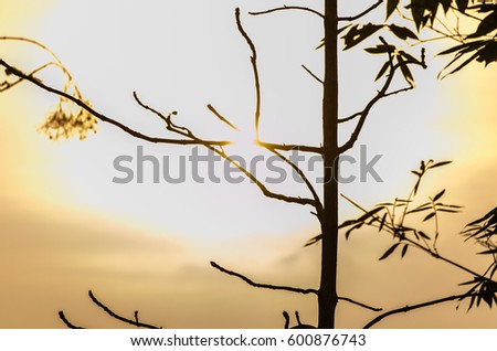 Sun set and tree in nature
