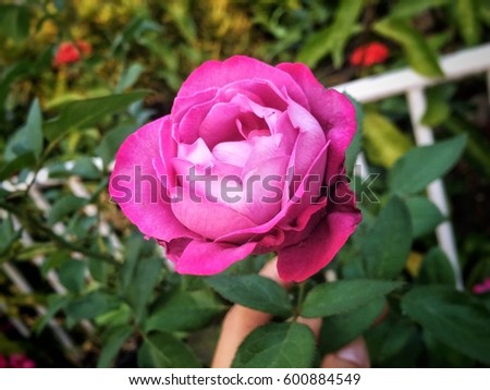 Close-up picture of purple pink rose on blurred of green leaf background in garden.
