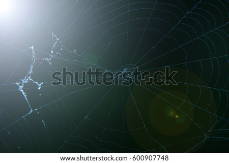 Spider web with lens flare on the top left.