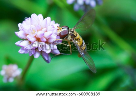 Hoverfly are sucking nectar in the flowers. Royalty-Free Stock Photo #600908189