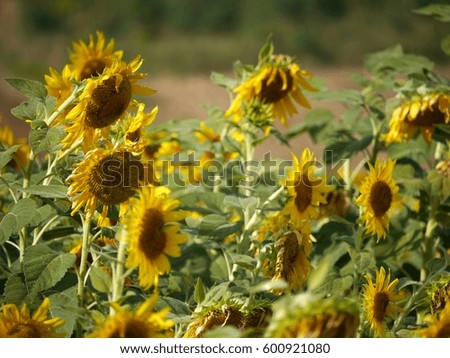 Many sunflower in the garden