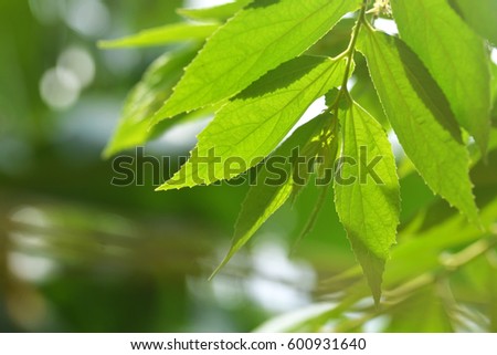 Mungtingia leaves or daun ceri with backlit from sunlight and natural soft background for copyspace. (Selective focusing)