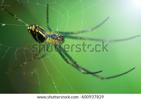 A female spider are nesting with lens flare on top right. Focusing on the back end of the abdomen is where the the silk producing glands.