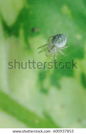 Small spider on the nest against a backdrop of green leaves.