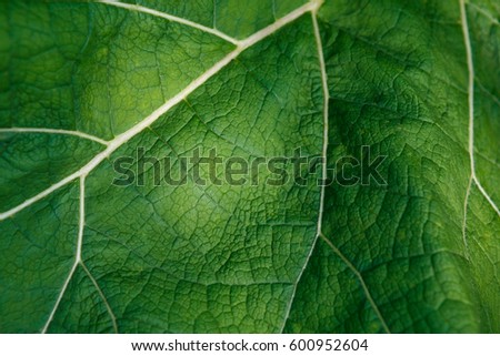 Fresh green burdock leaf texture closeup. Natural foliage, botanic background, macro shot