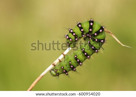 An Emperor moth Caterpillar (Saturnia pavonia) on a grass stem.