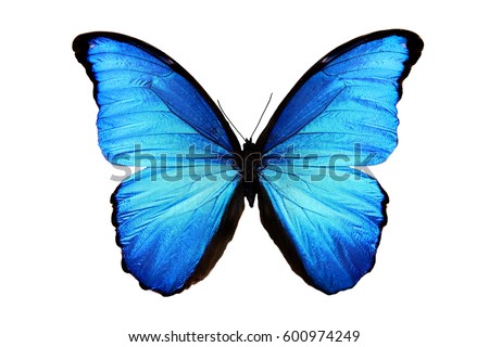 butterfly Morpho didius Royalty-Free Stock Photo #600974249