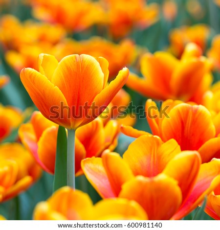 Orange tulips in the sunshine