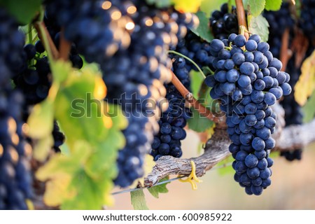 Close-up of bunches of ripe red wine grapes on vine, selective focus. Royalty-Free Stock Photo #600985922