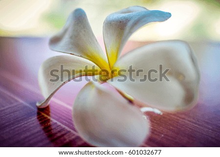 Plumeria flower background