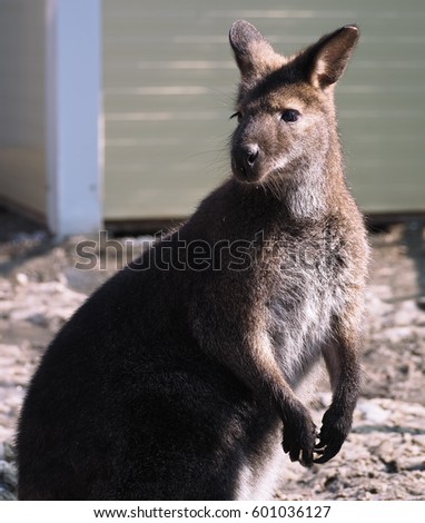 Kangaroo close-up looking back