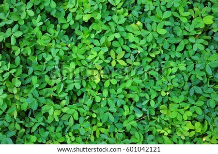 Green maple leaves Royalty-Free Stock Photo #601042121