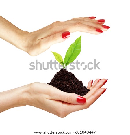 woman's hands are holding green plant on white background close-up