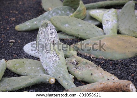  Cochineal on opuntia