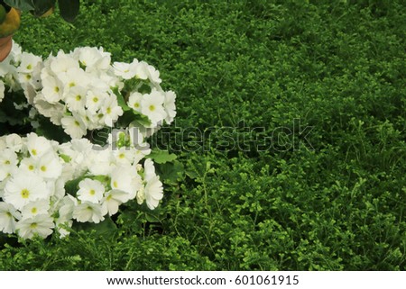 petunias, Yellow daffodil,pansies, snapdragon and marigold, beautiful flower green grass background black white

