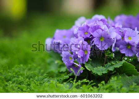 petunias, Yellow daffodil,pansies, snapdragon and marigold, beautiful flower green grass background black white
