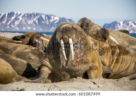 Portrait of the walrus lying with the group in Spitsbergen