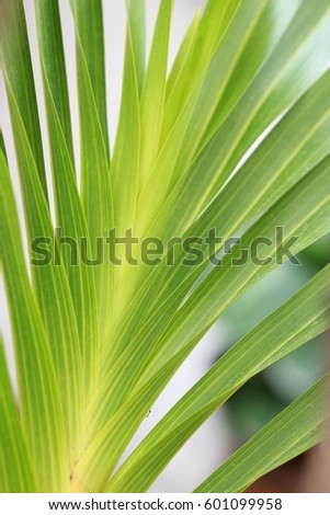 Leaves of tiger orchid on blur background