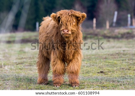 Long Haired Cow Stock Photos And Images Avopix Com