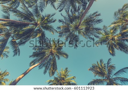 Tropical trees background concept. Coco palms and peaceful blue sky. Exotic summer nature background, green leaves, natural landscape. Summer tropical island, holiday or vacation pattern