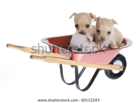 Three tiny baby tan and white chihuahua puppies inside a red wheelbarrow. isolated on white.