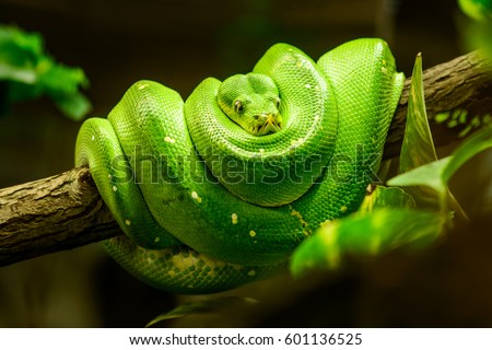 Green snake on the branch Royalty-Free Stock Photo #601136525