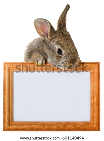 gray rabbit with wooden frame, isolated on white