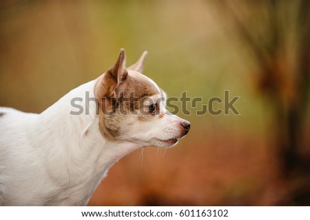 Chihuahua portrait in forest with trees