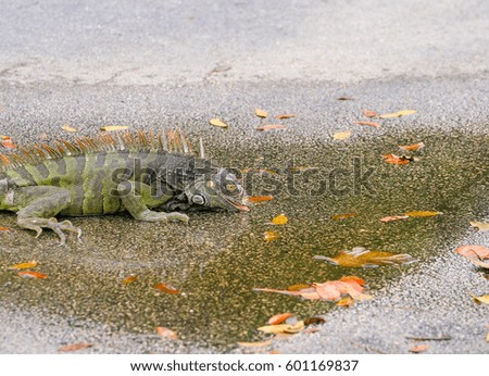 Iguana taking a sip from a puddle on a parking lot in the Florida Keys.