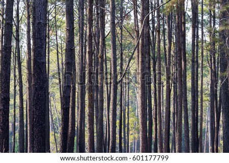 Pine trees forest.