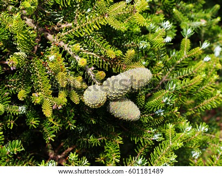 Korean fir (Abies koreana) cones 