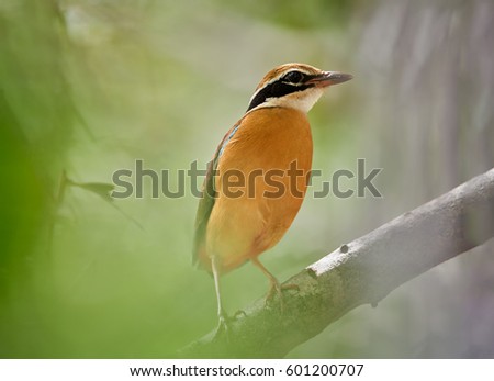 Colorful bird, Indian pitta, Pitta brachyura perched on branch among blurred green leaves in tropical forest. Close up, shy bird of Himalayan foothills undergrowth, wintering in Sri Lanka. Wildlife.