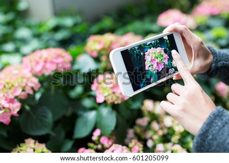 Woman using cellphone to take photo on Hydrangea at garden