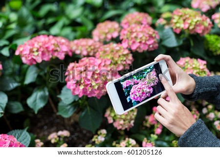 Woman using cellphone to take photo on Hydrangea