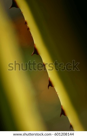 The aloe vera plant protects itself with thorns