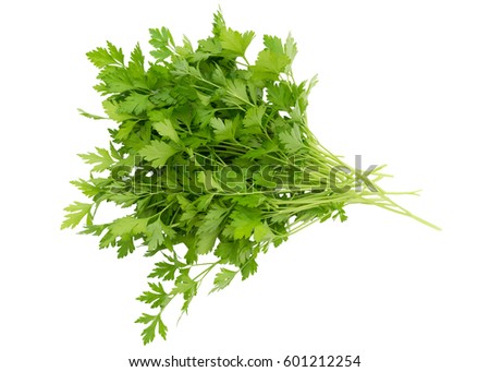 Parsley  bunch isolated on white background.  Parsley herb leaves