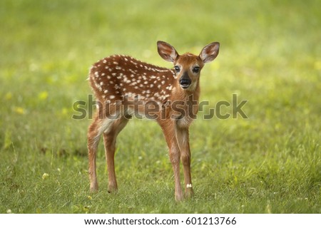 A white-tailed deer fawn standing in a meadow Royalty-Free Stock Photo #601213766