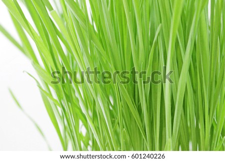 Spring fresh grass 